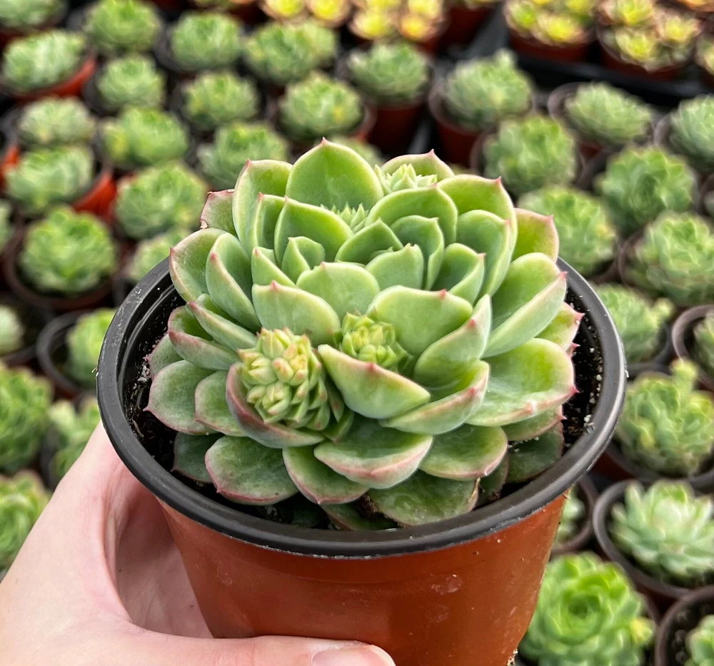 Echeveria Lime n' Chile Live Succulent Plant – 4 inch Pot – Vibrant Foliage - Image 2