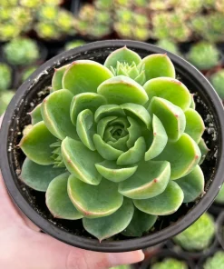 Echeveria Lime n' Chile Live Succulent Plant – 4 inch Pot – Vibrant Foliage - Image 3