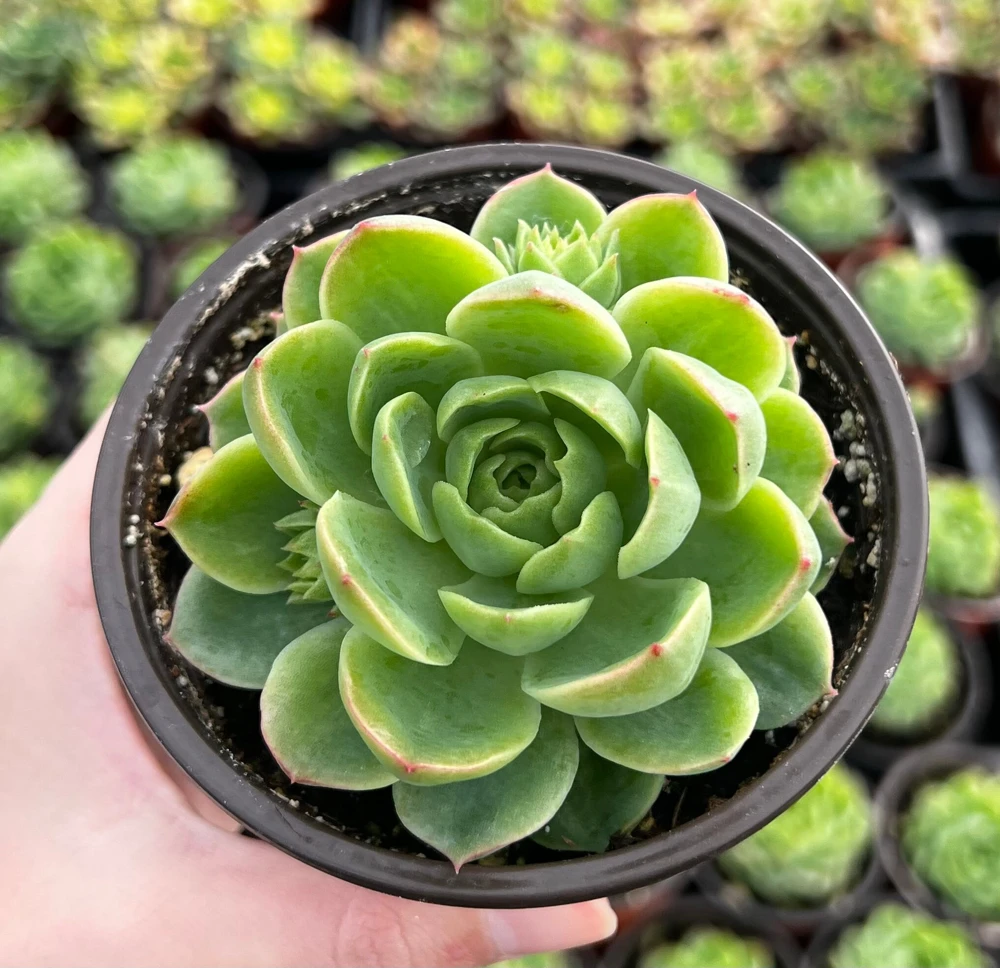 Echeveria Lime n' Chile Live Succulent Plant – 4 inch Pot – Vibrant Foliage - Image 3
