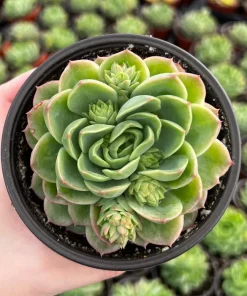 Echeveria Lime n' Chile Live Succulent Plant – 4 inch Pot – Vibrant Foliage - Image 4