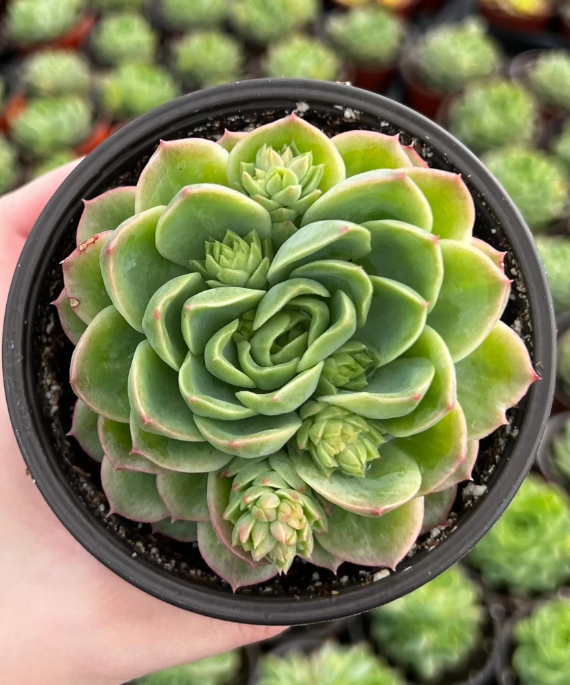 Echeveria Lime n' Chile Live Succulent Plant – 4 inch Pot – Vibrant Foliage - Image 4