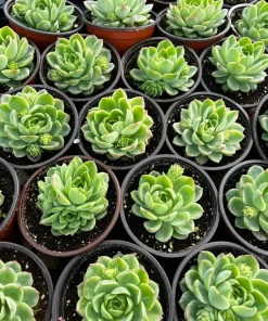 Echeveria Lime n' Chile Live Succulent Plant – 4 inch Pot – Vibrant Foliage - Image 5