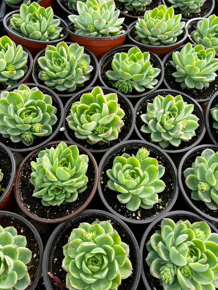 Echeveria Lime n' Chile Live Succulent Plant – 4 inch Pot – Vibrant Foliage - Image 5