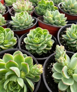 Echeveria Lime n' Chile Live Succulent Plant – 4 inch Pot – Vibrant Foliage - Image 6