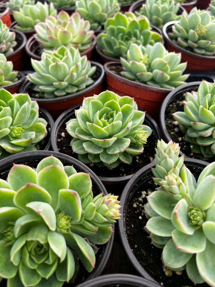 Echeveria Lime n' Chile Live Succulent Plant – 4 inch Pot – Vibrant Foliage - Image 6