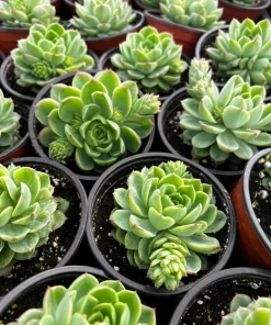 Echeveria Lime n' Chile Live Succulent Plant – 4 inch Pot – Vibrant Foliage - Image 7