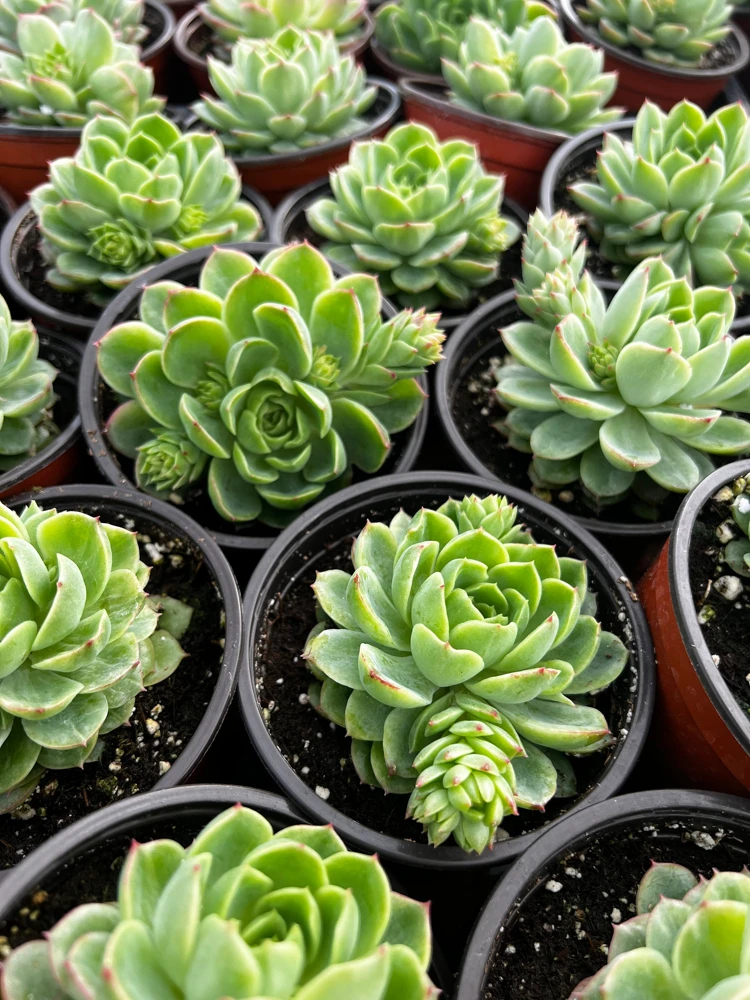 Echeveria Lime n' Chile Live Succulent Plant – 4 inch Pot – Vibrant Foliage - Image 7