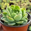 Echeveria Lime n' Chile Live Succulent Plant – 4 inch Pot – Vibrant Foliage - Image 1