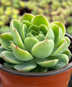 Echeveria Lime n' Chile Live Succulent Plant – 4 inch Pot – Vibrant Foliage - Image 1