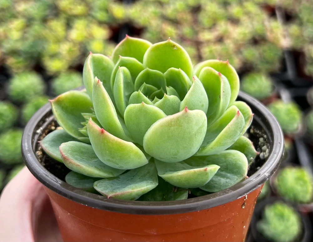 Echeveria Lime n' Chile Live Succulent Plant – 4 inch Pot – Vibrant Foliage - Image 1