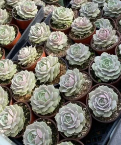 Echeveria Lola Live Succulent Plant – Easy Care Drought Tolerant in 4 inch Pot - Image 2