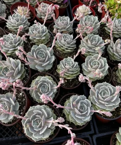 Echeveria Lola Live Succulent Plant – Easy Care Drought Tolerant in 4 inch Pot - Image 3