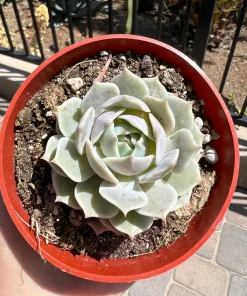Echeveria Lola Live Succulent Plant – Easy Care Drought Tolerant in 4 inch Pot - Image 4
