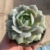 Echeveria Lola Live Succulent Plant – Easy Care Drought Tolerant in 4 inch Pot - Image 1