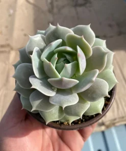 Echeveria Lola Live Succulent Plant – Easy Care Drought Tolerant in 4 inch Pot - Image 1