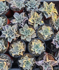 Echeveria Madiba Live Succulent Plant – 4 inch Pot – Unique Crinkled Leaves - Image 2