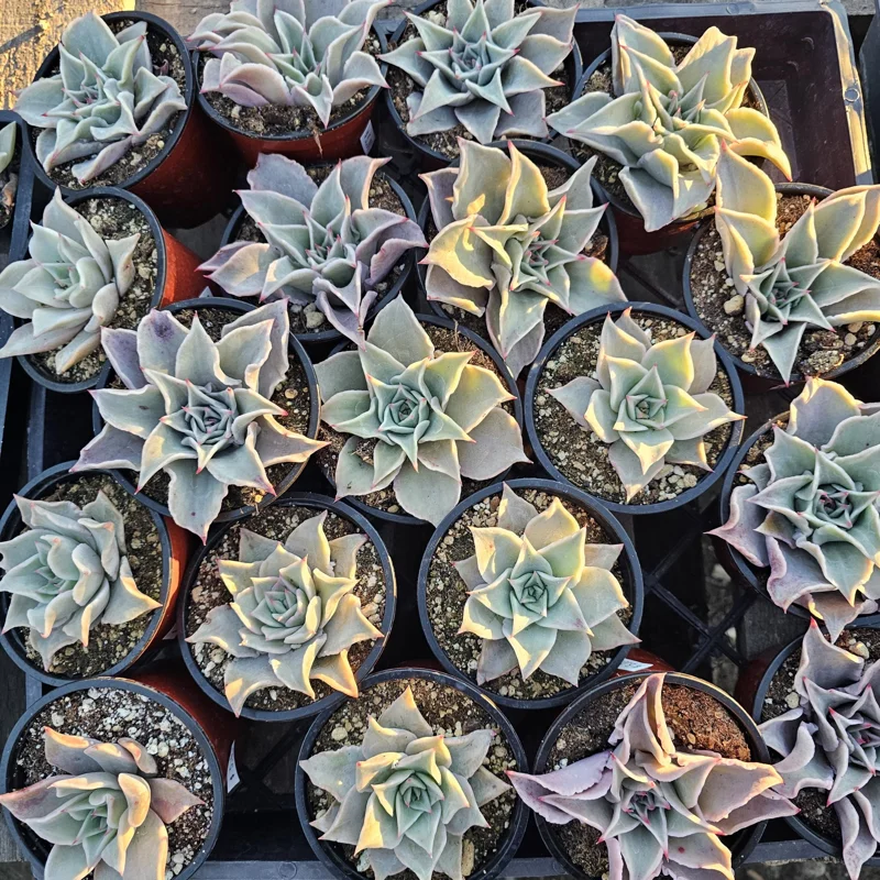 Echeveria Madiba Live Succulent Plant – 4 inch Pot – Unique Crinkled Leaves - Image 2