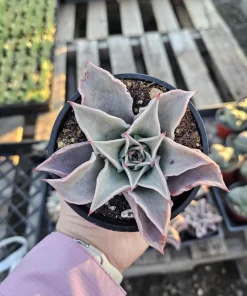 Echeveria Madiba Live Succulent Plant – 4 inch Pot – Unique Crinkled Leaves - Image 3