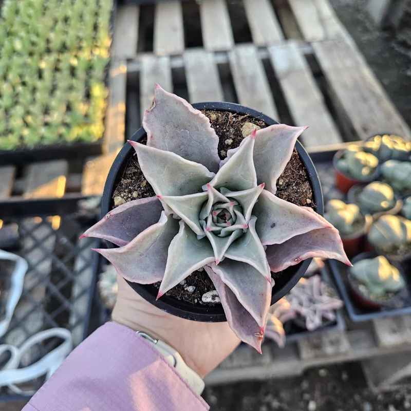 Echeveria Madiba Live Succulent Plant – 4 inch Pot – Unique Crinkled Leaves - Image 3
