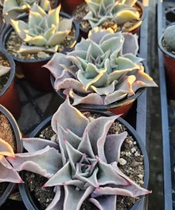 Echeveria Madiba Live Succulent Plant – 4 inch Pot – Unique Crinkled Leaves - Image 4