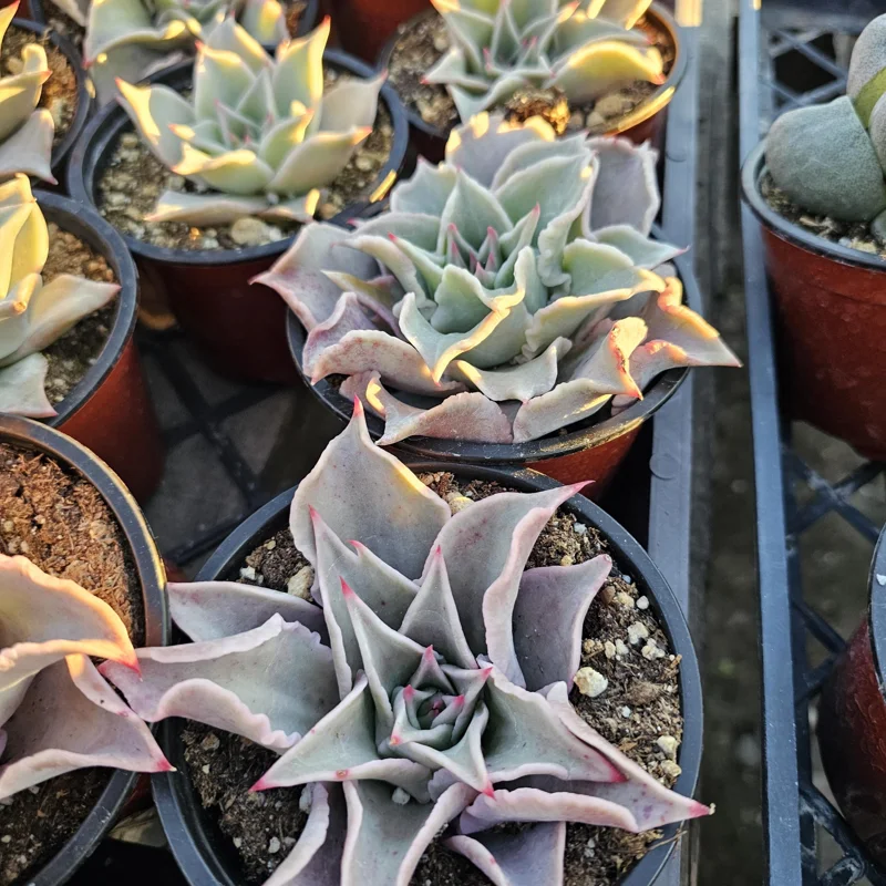 Echeveria Madiba Live Succulent Plant – 4 inch Pot – Unique Crinkled Leaves - Image 4