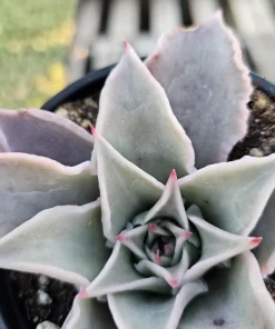 Echeveria Madiba Live Succulent Plant – 4 inch Pot – Unique Crinkled Leaves - Image 5