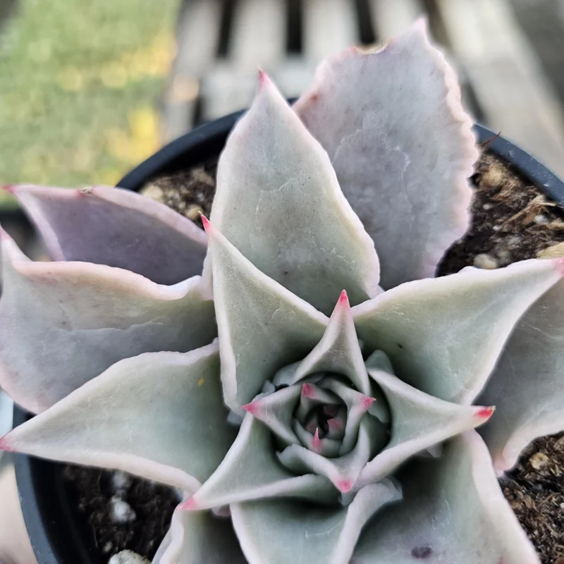 Echeveria Madiba Live Succulent Plant – 4 inch Pot – Unique Crinkled Leaves - Image 5