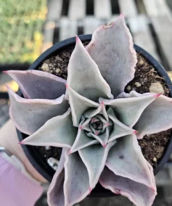 Echeveria Madiba Live Succulent Plant – 4 inch Pot – Unique Crinkled Leaves - Image 6