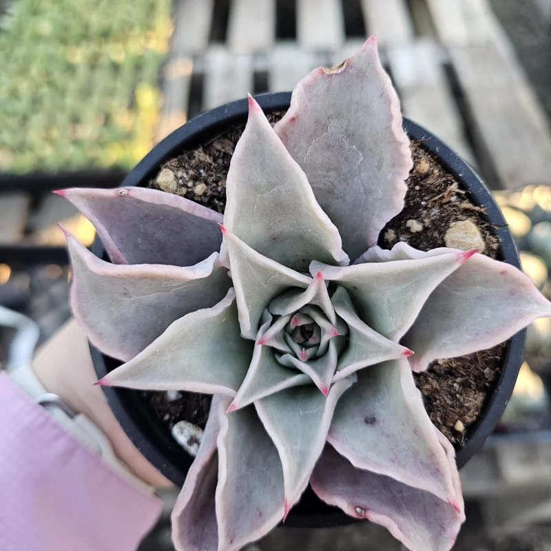 Echeveria Madiba Live Succulent Plant – 4 inch Pot – Unique Crinkled Leaves - Image 6