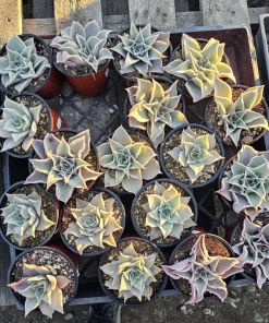 Echeveria Madiba Live Succulent Plant – 4 inch Pot – Unique Crinkled Leaves - Image 7