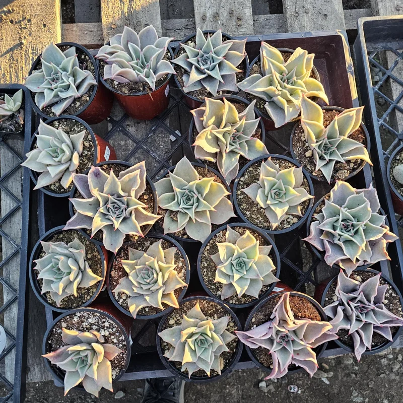 Echeveria Madiba Live Succulent Plant – 4 inch Pot – Unique Crinkled Leaves - Image 7