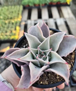 Echeveria Madiba Live Succulent Plant – 4 inch Pot – Unique Crinkled Leaves - Image 1
