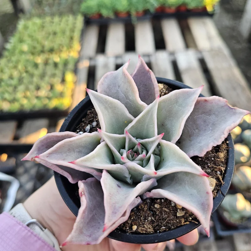 Echeveria Madiba Live Succulent Plant – 4 inch Pot – Unique Crinkled Leaves - Image 1