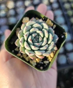 Echeveria Minima Succulent Live Plant - 2 inch Pot - Dwarf Hens and Chicks - Image 2