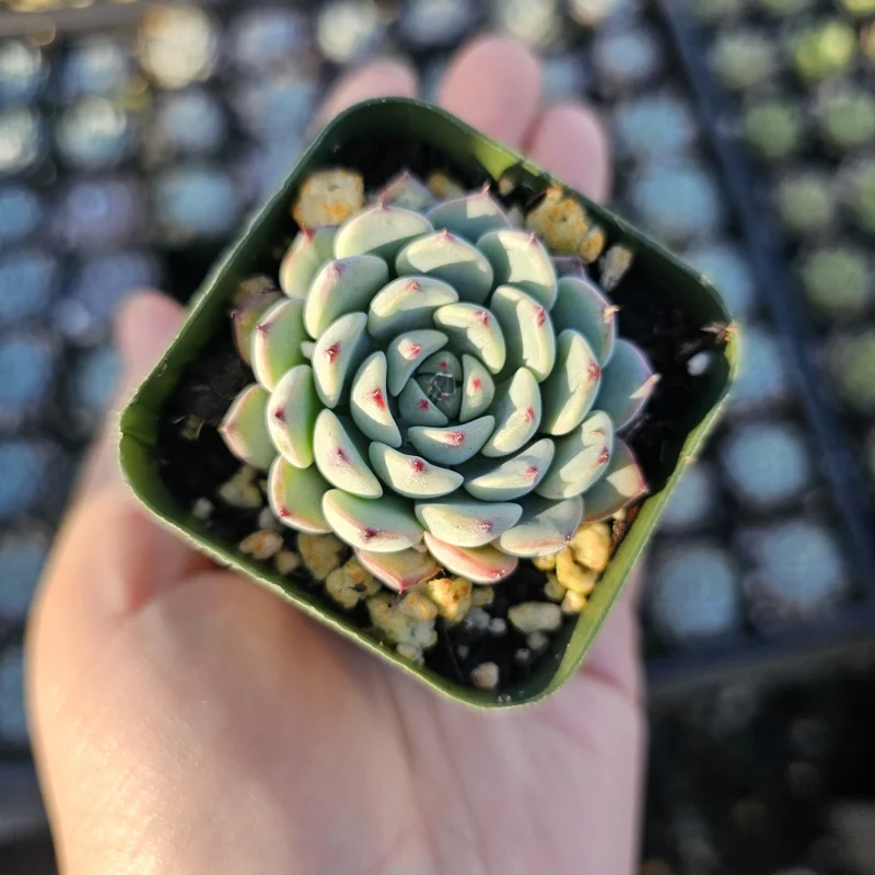 Echeveria Minima Succulent Live Plant - 2 inch Pot - Dwarf Hens and Chicks - Image 2
