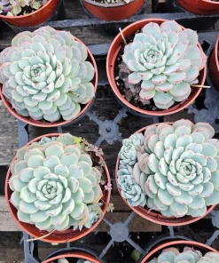 Echeveria Minima Succulent Live Plant - 2 inch Pot - Dwarf Hens and Chicks - Image 3