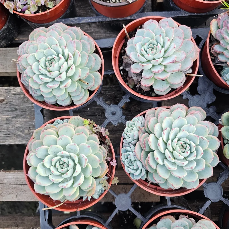 Echeveria Minima Succulent Live Plant - 2 inch Pot - Dwarf Hens and Chicks - Image 3