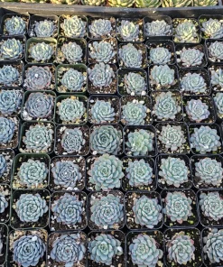 Echeveria Minima Succulent Live Plant - 2 inch Pot - Dwarf Hens and Chicks - Image 4
