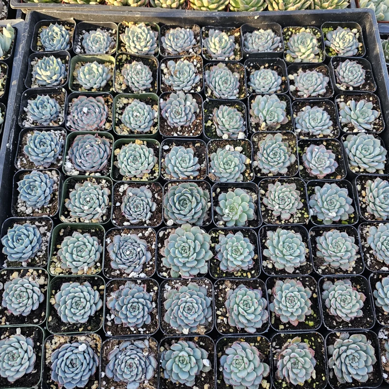 Echeveria Minima Succulent Live Plant - 2 inch Pot - Dwarf Hens and Chicks - Image 4