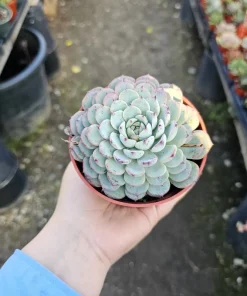 Echeveria Minima Succulent Live Plant - 2 inch Pot - Dwarf Hens and Chicks - Image 5