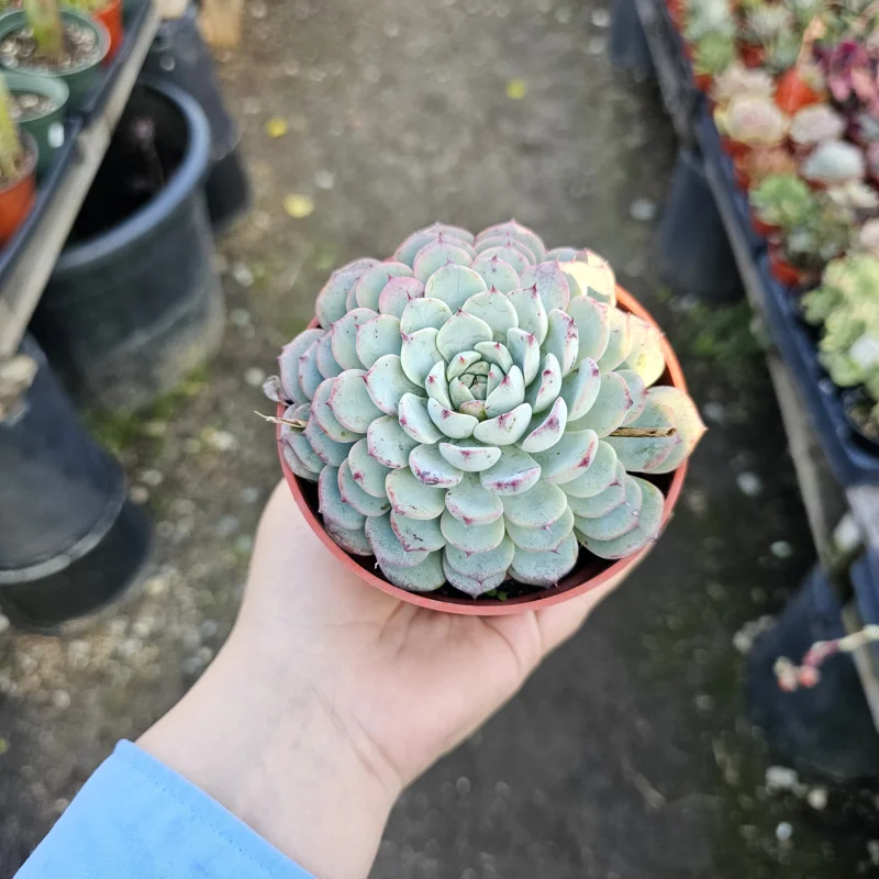 Echeveria Minima Succulent Live Plant - 2 inch Pot - Dwarf Hens and Chicks - Image 5