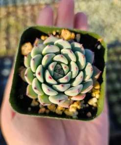 Echeveria Minima Succulent Live Plant - 2 inch Pot - Dwarf Hens and Chicks - Image 6