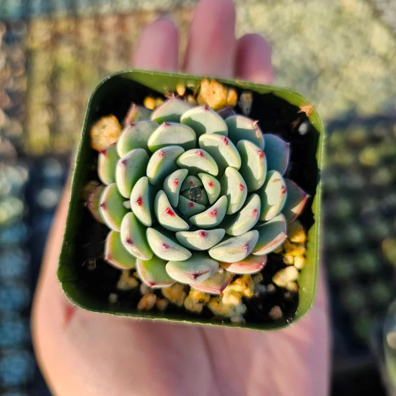 Echeveria Minima Succulent Live Plant - 2 inch Pot - Dwarf Hens and Chicks - Image 6