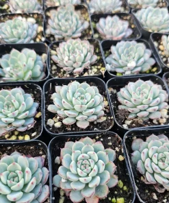 Echeveria Minima Succulent Live Plant - 2 inch Pot - Dwarf Hens and Chicks - Image 7