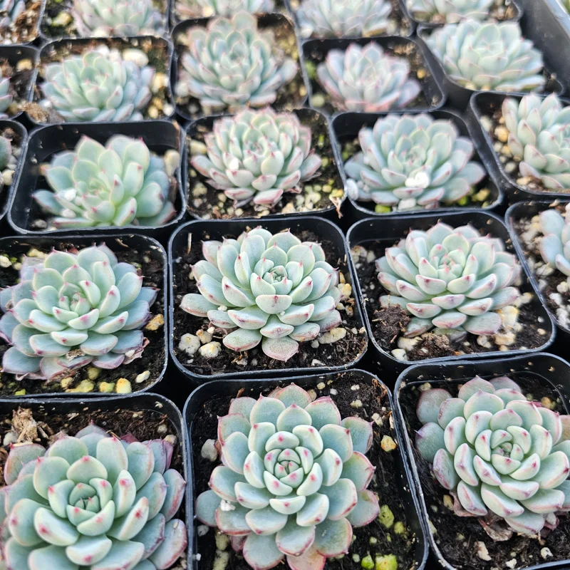 Echeveria Minima Succulent Live Plant - 2 inch Pot - Dwarf Hens and Chicks - Image 7