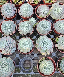 Echeveria Minima Succulent Live Plant - 2 inch Pot - Dwarf Hens and Chicks - Image 8
