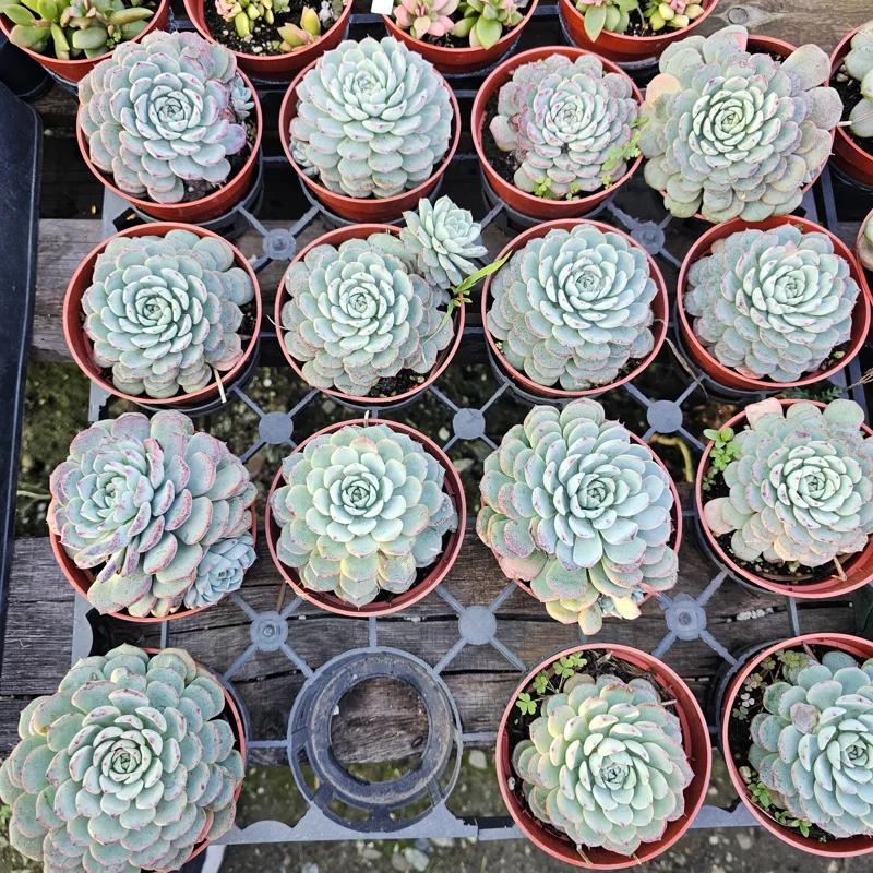 Echeveria Minima Succulent Live Plant - 2 inch Pot - Dwarf Hens and Chicks - Image 8