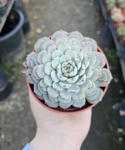Echeveria Minima Succulent Live Plant - 2 inch Pot - Dwarf Hens and Chicks - Image 1