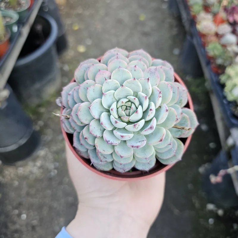 Echeveria Minima Succulent Live Plant - 2 inch Pot - Dwarf Hens and Chicks - Image 1