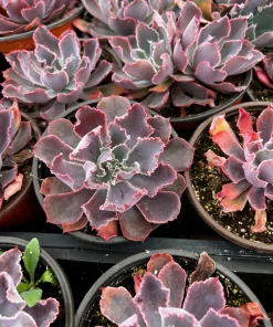 Echeveria Neon Breaker Live Succulent Plant – Pink Curly Leaves, 4 inch Pot - Image 2